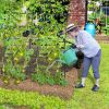 74 Inch Tall Garden Trellis for Flower Vine Vegetable Fruit Pea