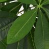 Artificial Fortune Tree Plant with Pot 57" Green