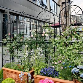 4 Pack Metal Garden Trellis 71" x 19.7" Rustproof Trellis for Climbing Plants Outdoor Flower Support (Color: Black)