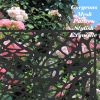 Metal Privacy Screens and Panels with Free Standing, Freestanding Outdoor Indoor Privacy Screen, Decorative Privacy Screen for Balcony Patio Garden