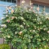 4 Pack Metal Garden Trellis 86.7" x 19.7" Rustproof Trellis for Climbing Plants Outdoor Flower Support